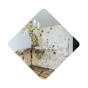 Pembroke Pines Restoration Expert, Pembroke Pines, FL 954-526-1438 Pembroke Pines Restoration Expert, Pembroke Pines, FL 954-526-1438 - sb-ser-03